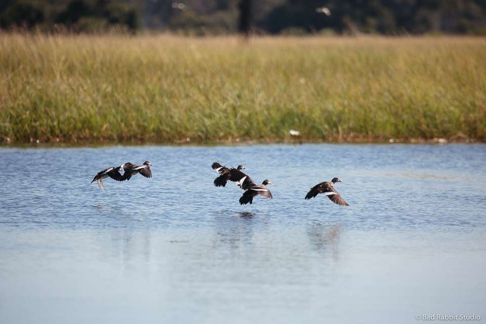 okavango delta
