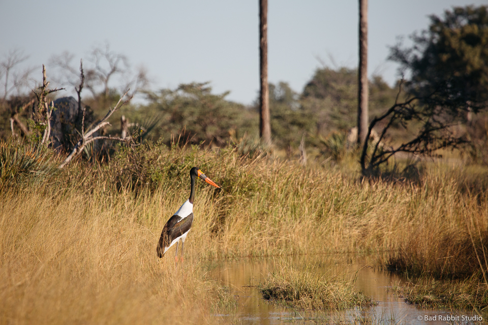 okavango delta