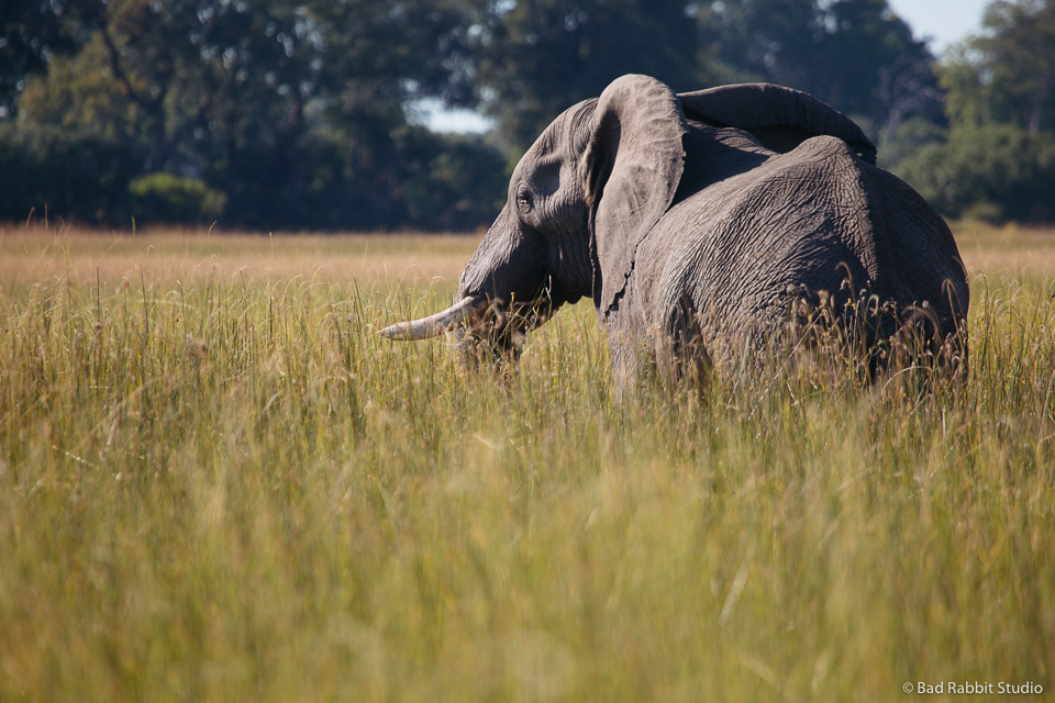 okavango delta