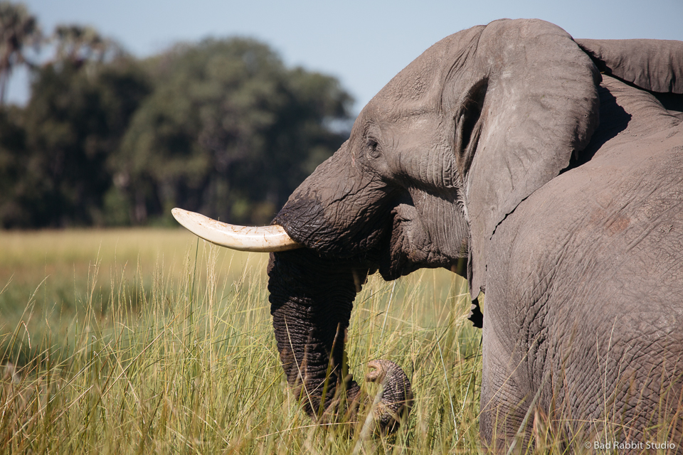 okavango delta