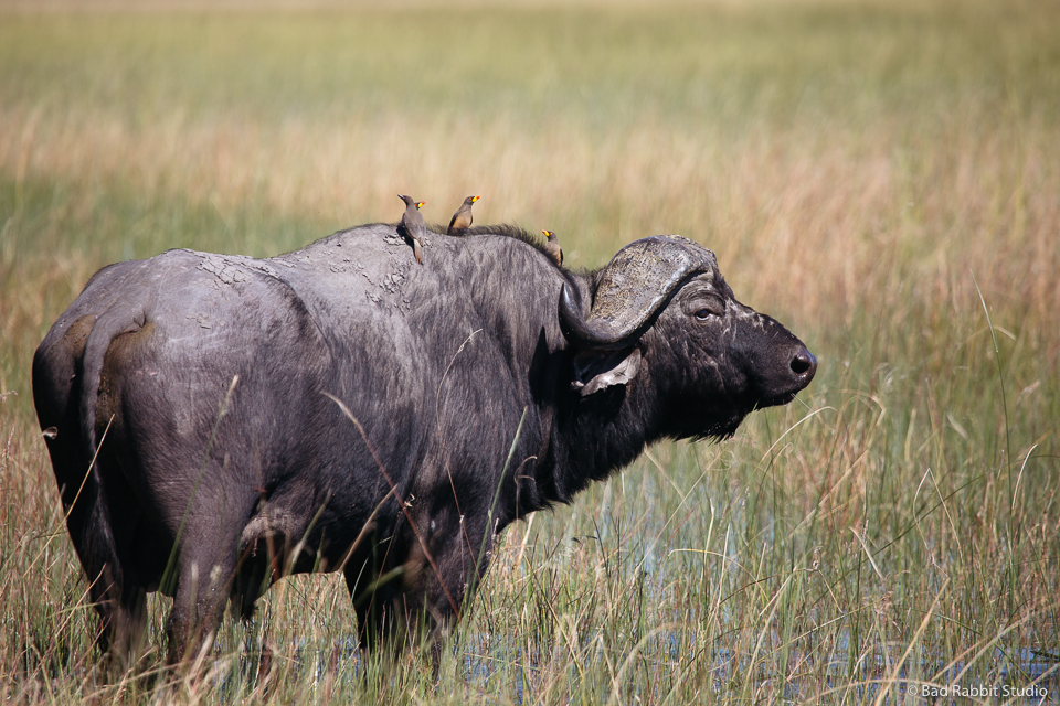 okavango delta
