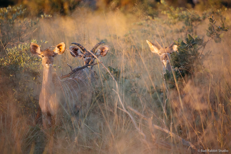 okavango delta