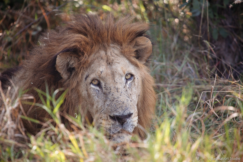 okavango delta